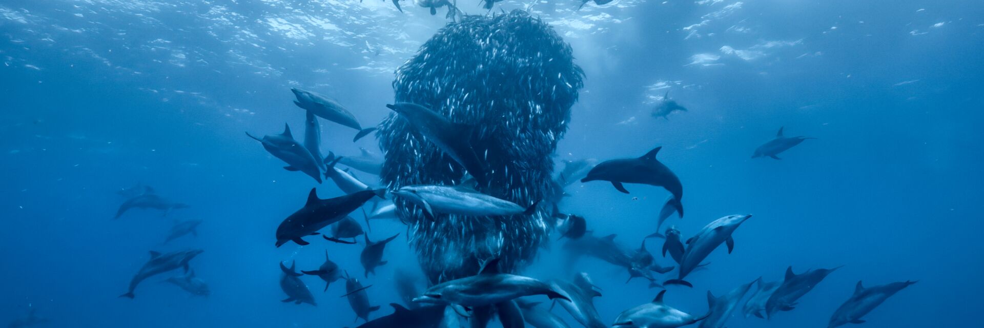 David Attenborough: Ocean